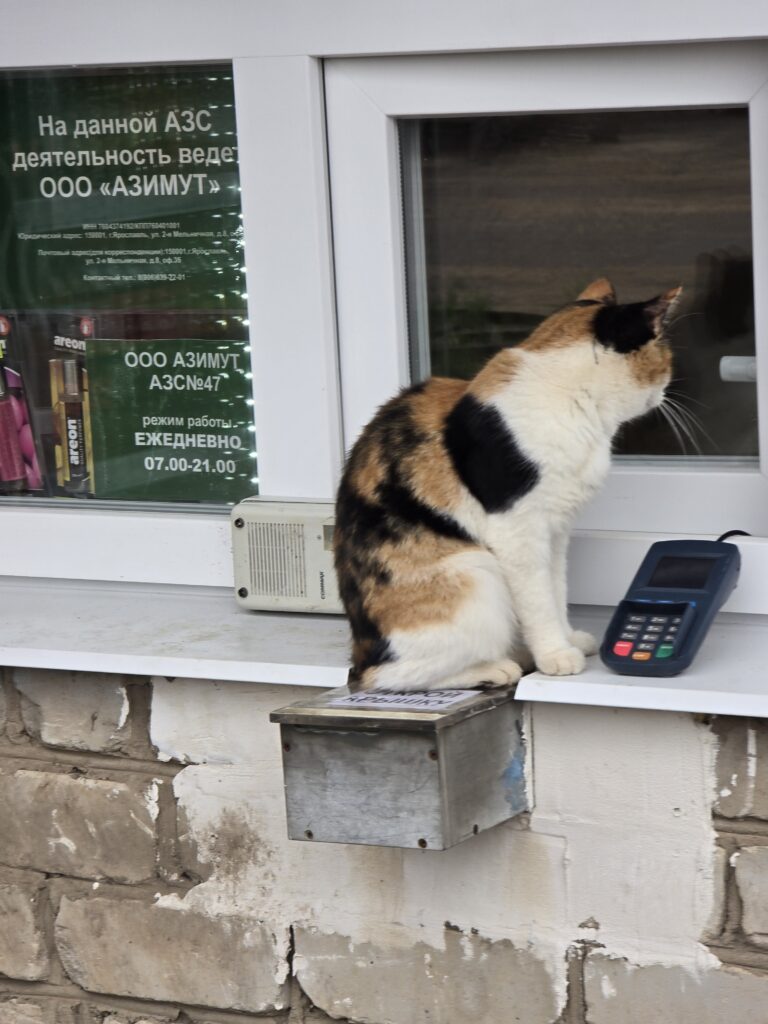 кошка