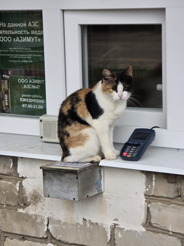 кошка