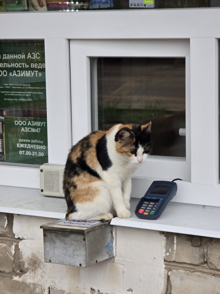 кошка